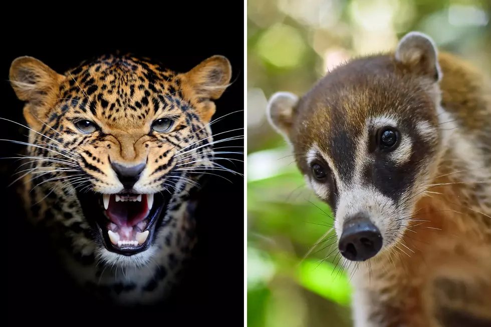 You’ll Never Believe These 17 Wildly Exotic-Looking Animals Are Living in the U.S.